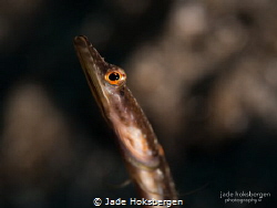 Yinyang Eyes: mesmerised by the eyes of a Pikeblenny (Cha... by Jade Hoksbergen 